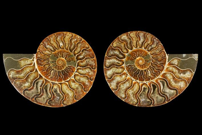 Agatized Ammonite Fossil - Madagascar #135259